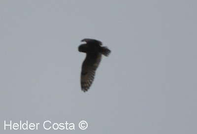 Short-eared Owl - Helder Costa