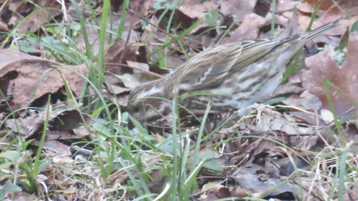 Purple Finch - Susan Talburt