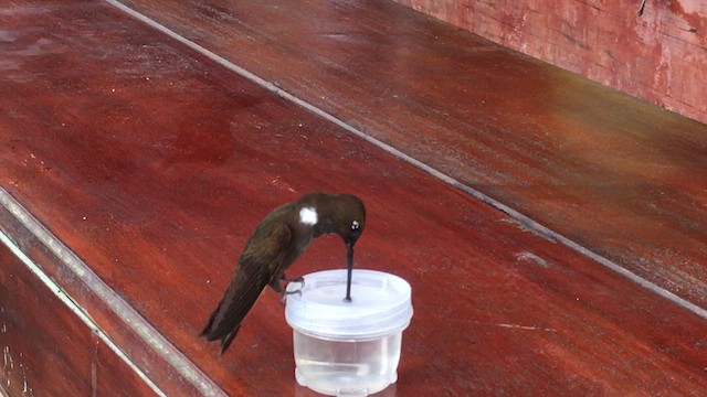 Brown Inca - ML613346010