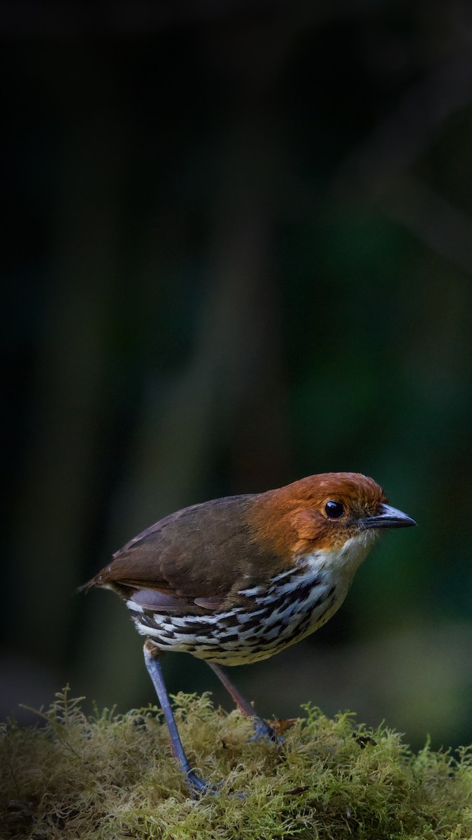 Chestnut-crowned Antpitta - ML613346031