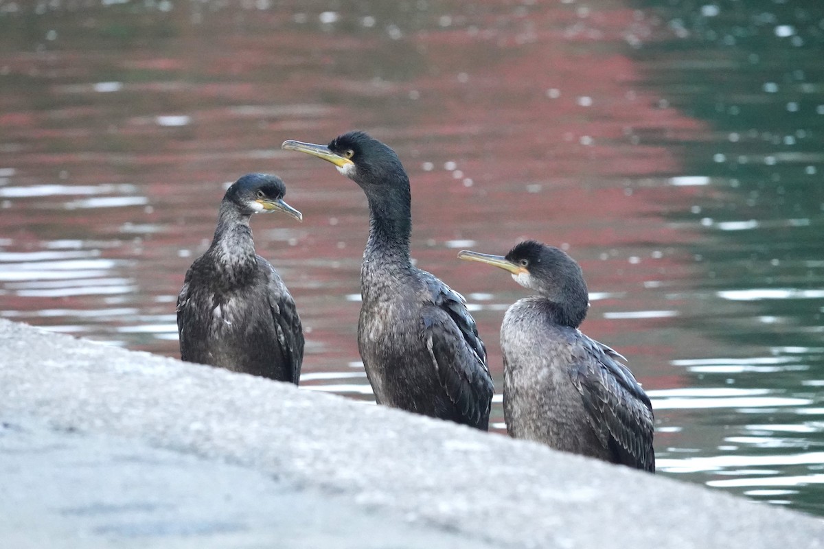 European Shag - ML613346046