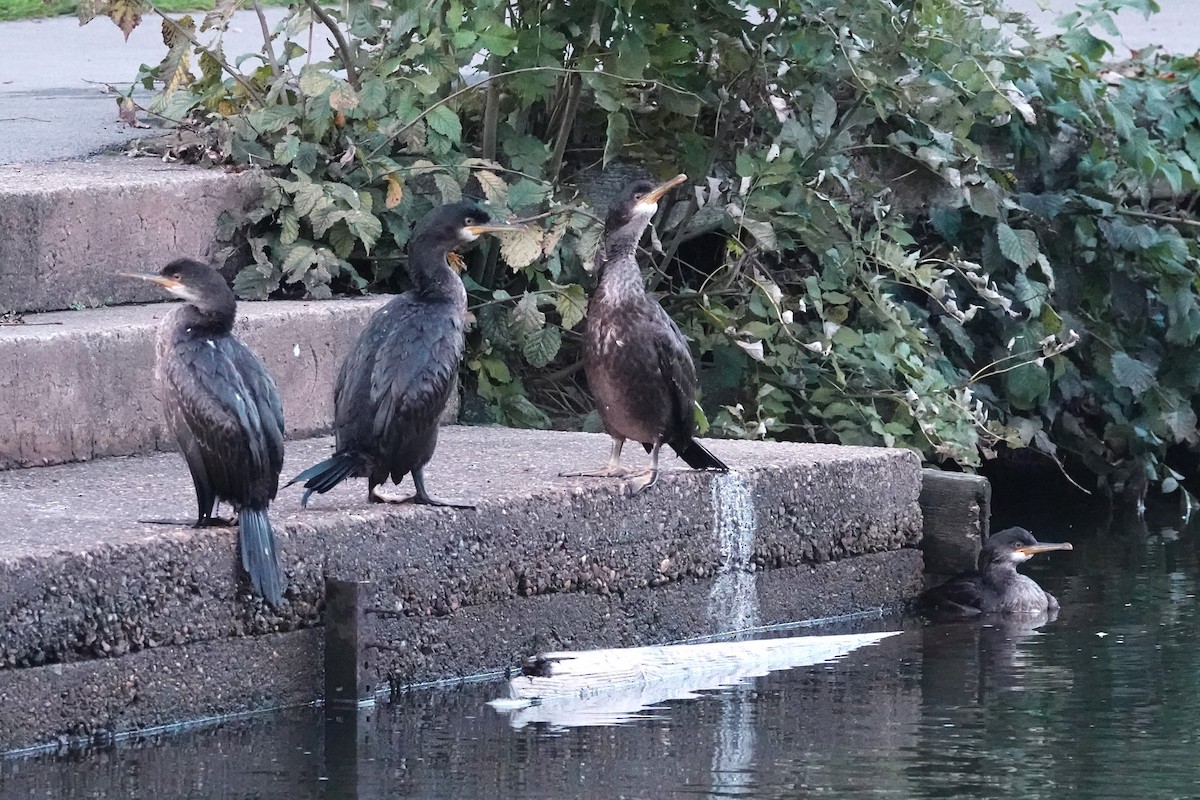 European Shag - ML613346047