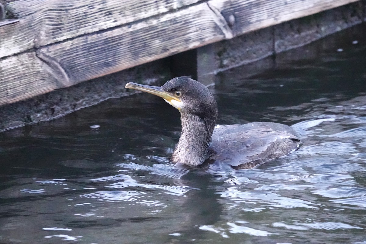 European Shag - ML613346048