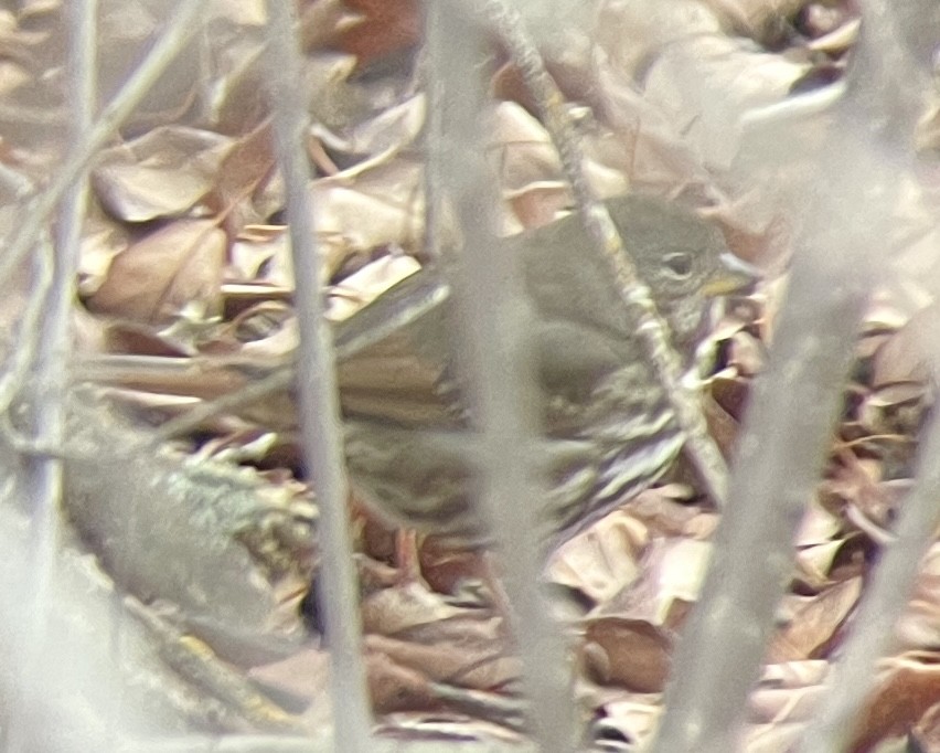 Fox Sparrow (Slate-colored) - ML613346077