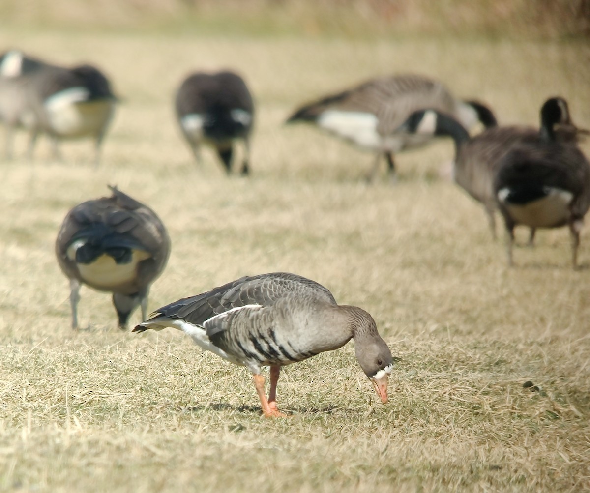 Greater White-fronted Goose - ML613346097