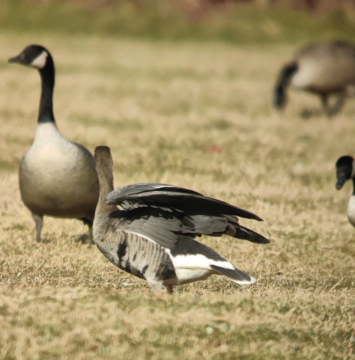 Greater White-fronted Goose - ML613346098