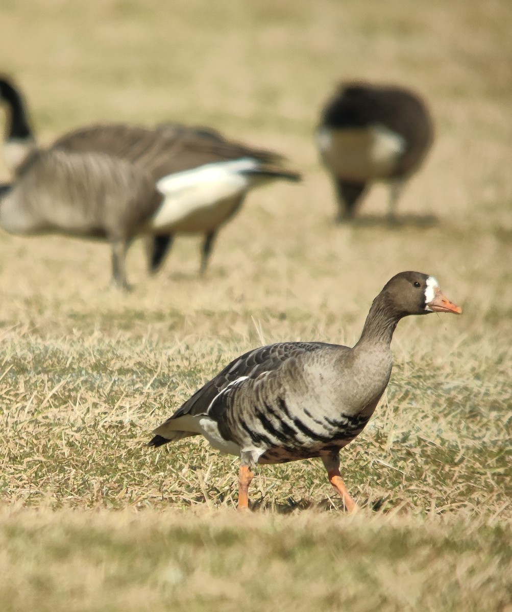 Greater White-fronted Goose - Chelsea Hockenbury