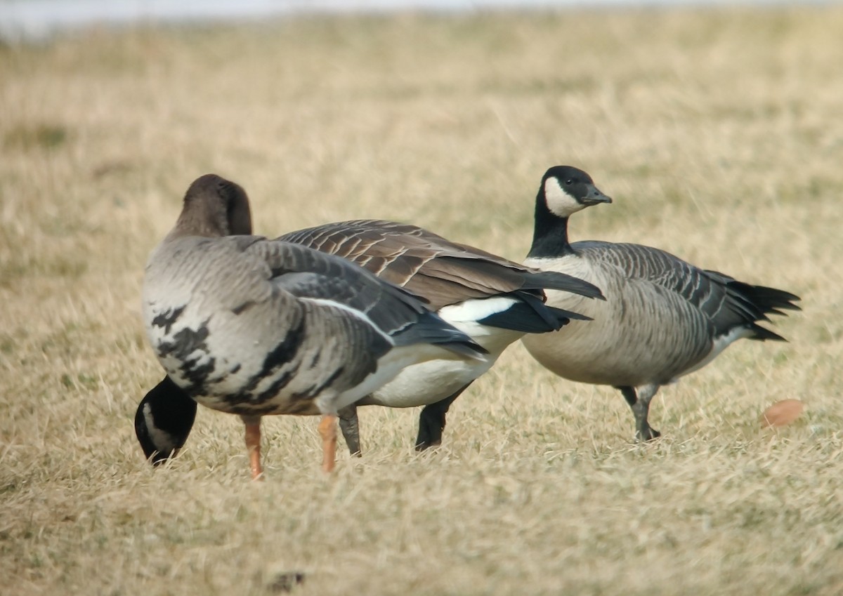 シジュウカラガン（hutchinsii） - ML613346132