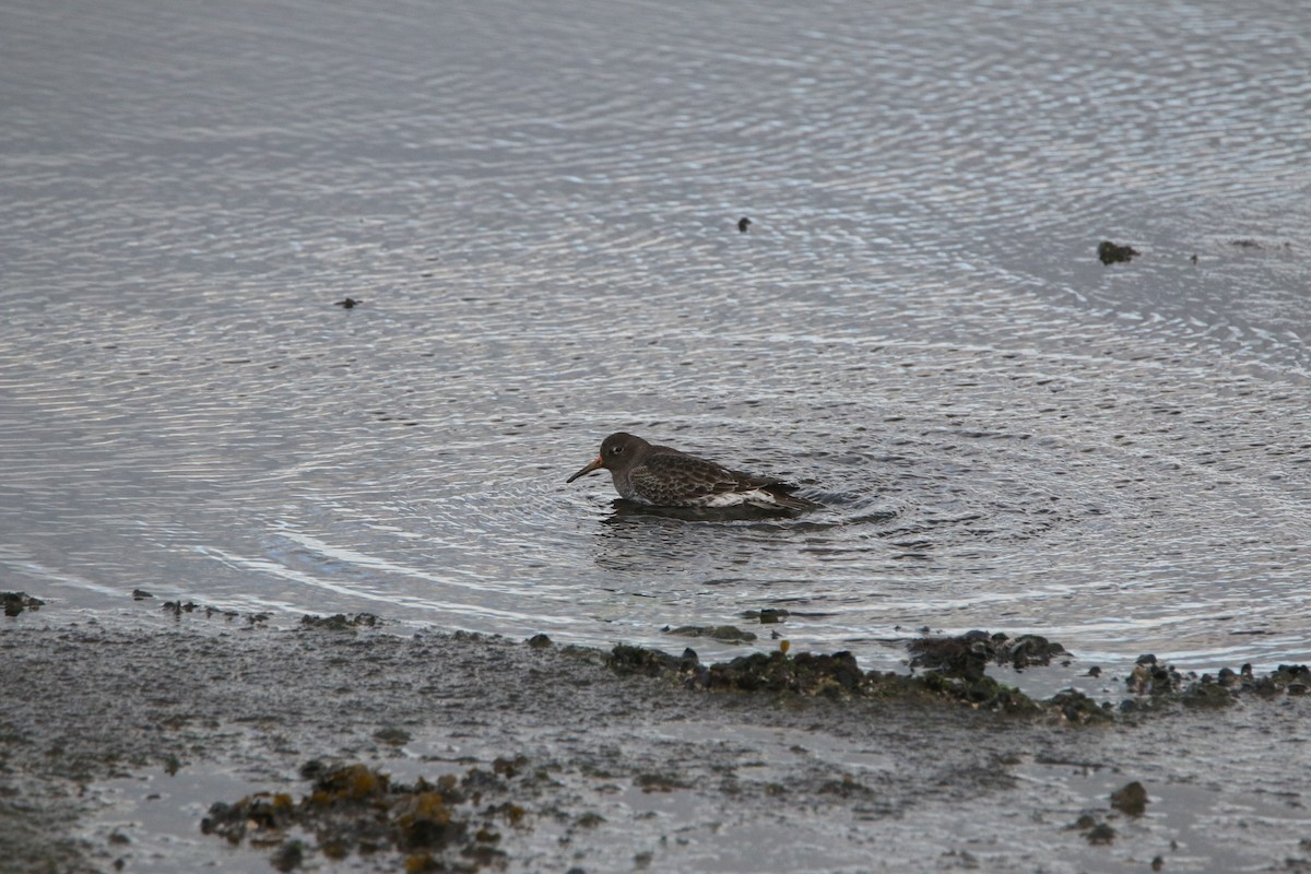 Purple Sandpiper - ML613346136