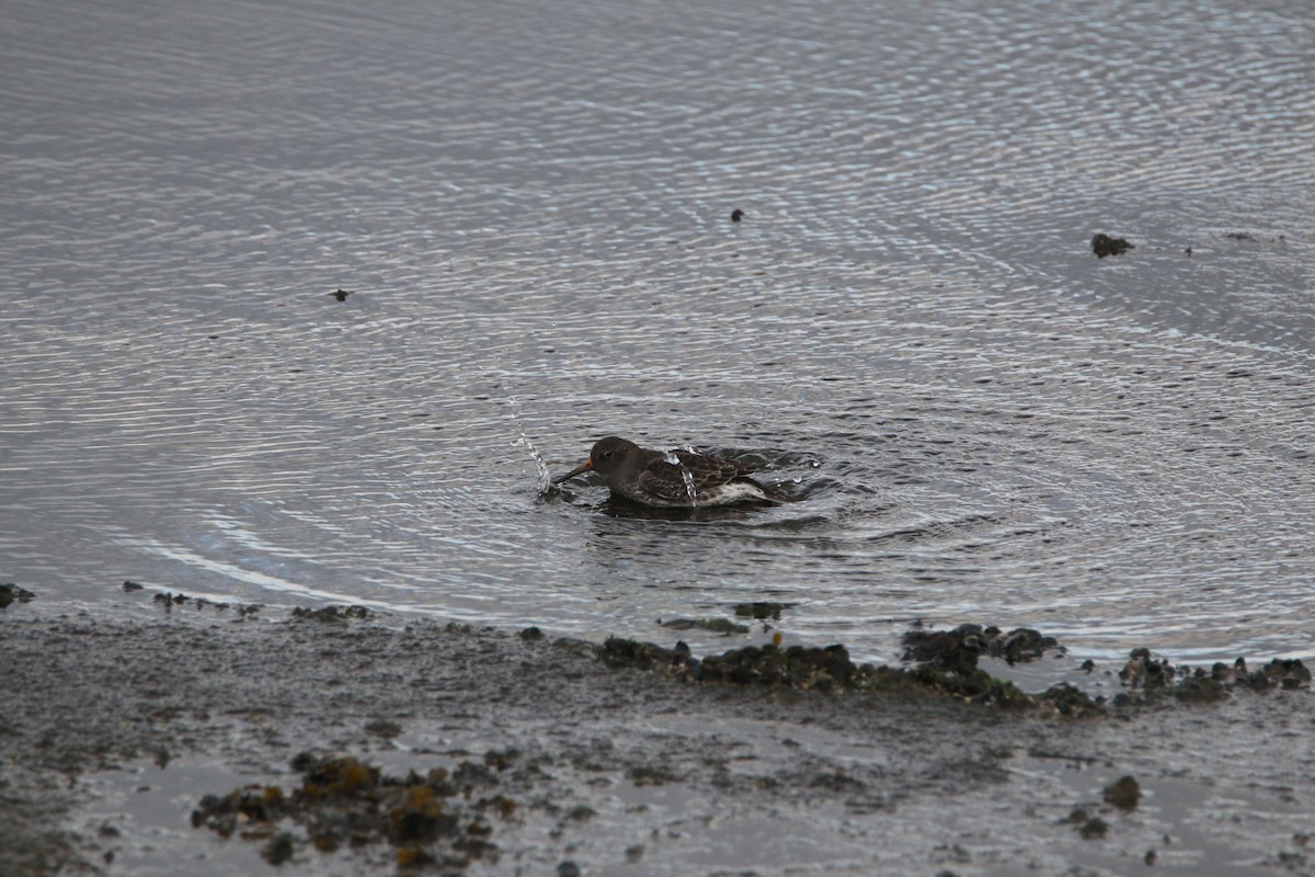 Purple Sandpiper - Nathan Alblas