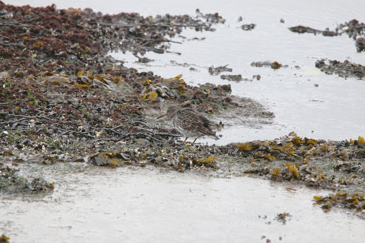 Purple Sandpiper - Nathan Alblas