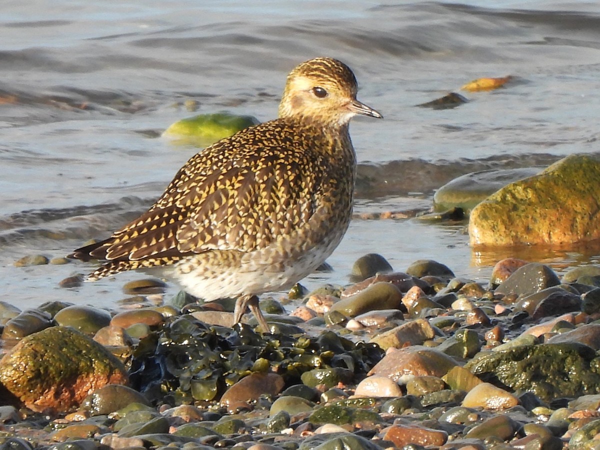 Chorlito Dorado Europeo - ML613346155