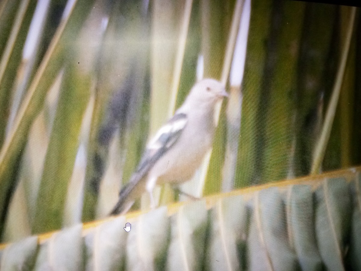 Daurian Starling - ML613346208