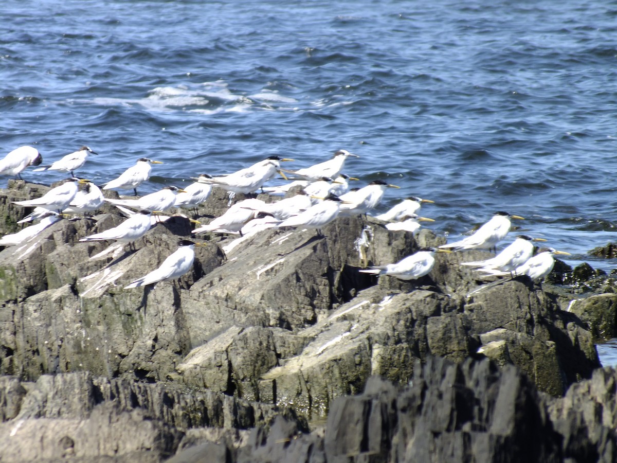 Sandwich Tern - ML613346209