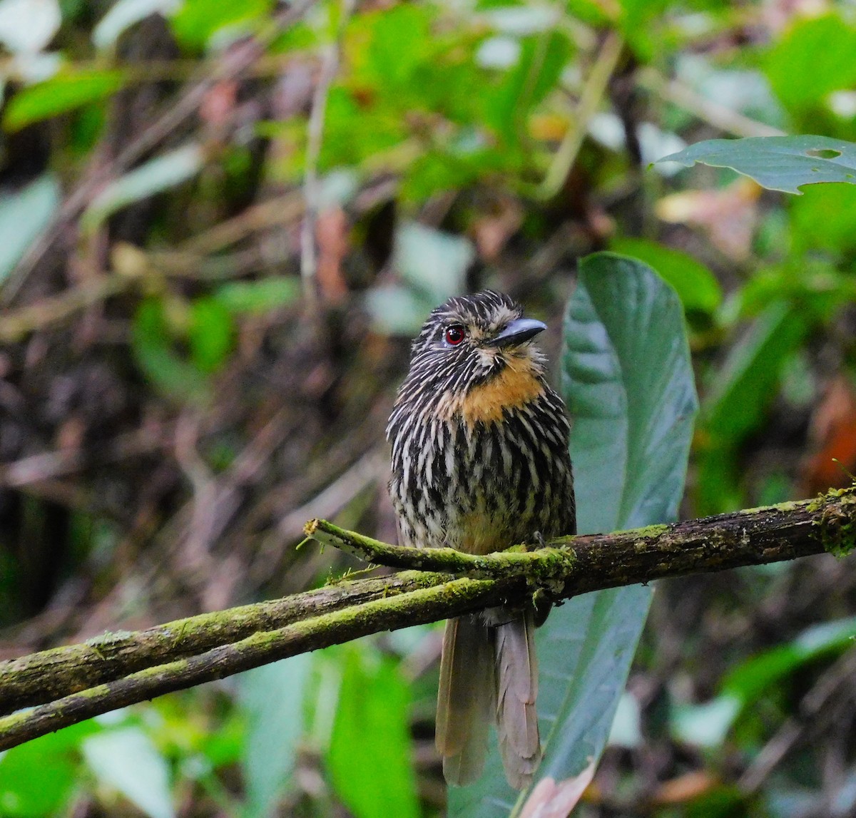 Black-streaked Puffbird - ML613346281