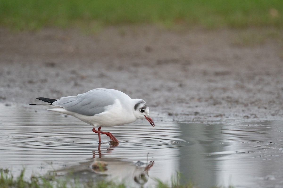 Black-headed Gull - Matthew Vanderheyden