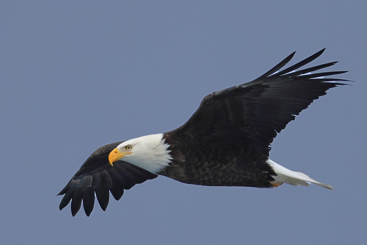 Weißkopf-Seeadler - ML613346377