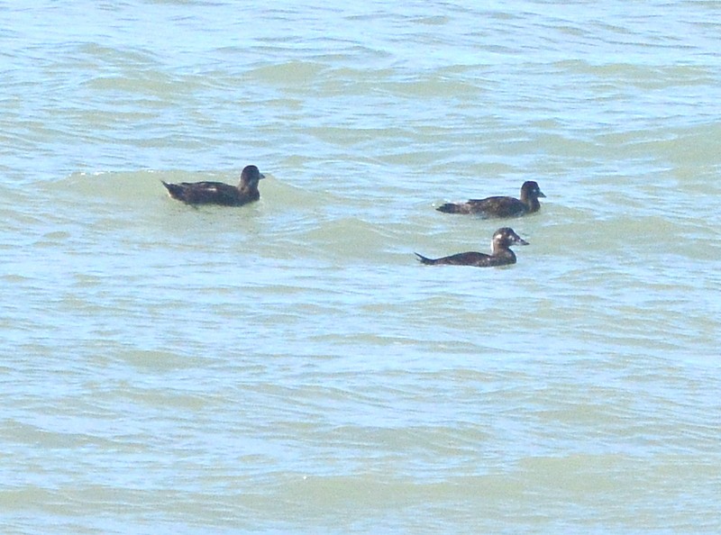 White-winged Scoter - ML613346445