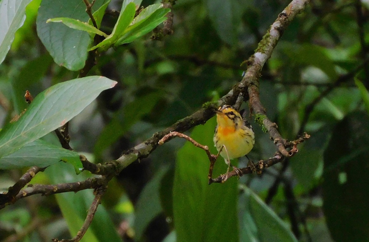 Blackburnian Warbler - ML613346520