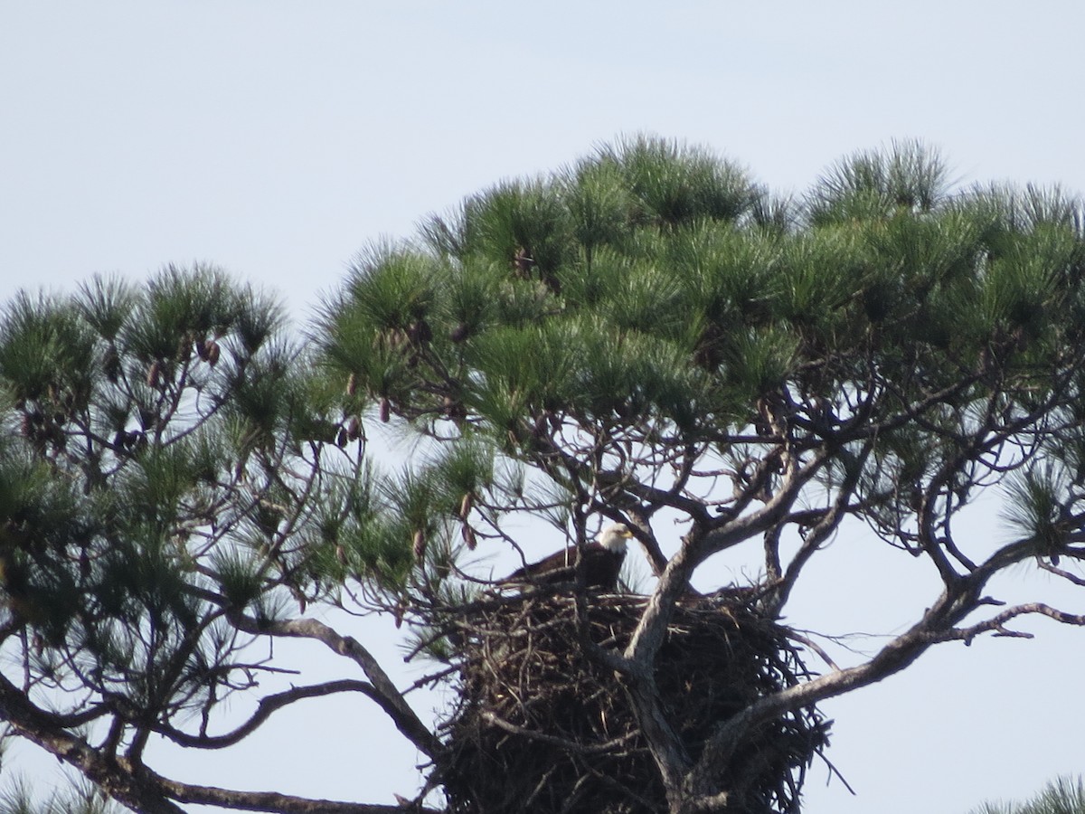 Bald Eagle - ML613346655