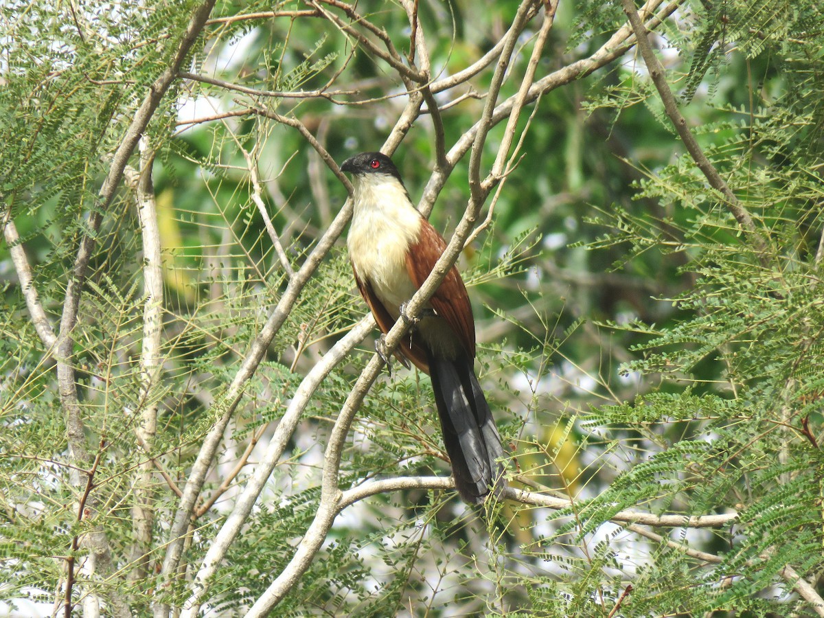 Blue-headed Coucal - ML613346712