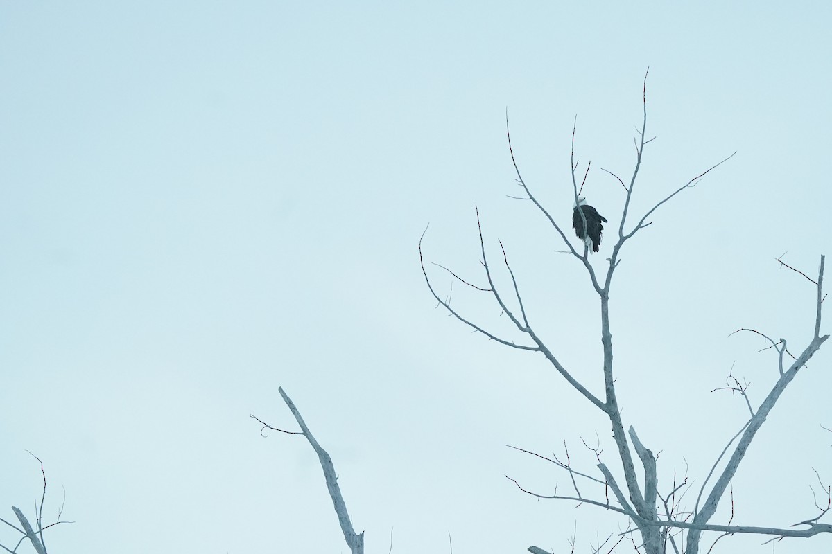 Weißkopf-Seeadler - ML613346741