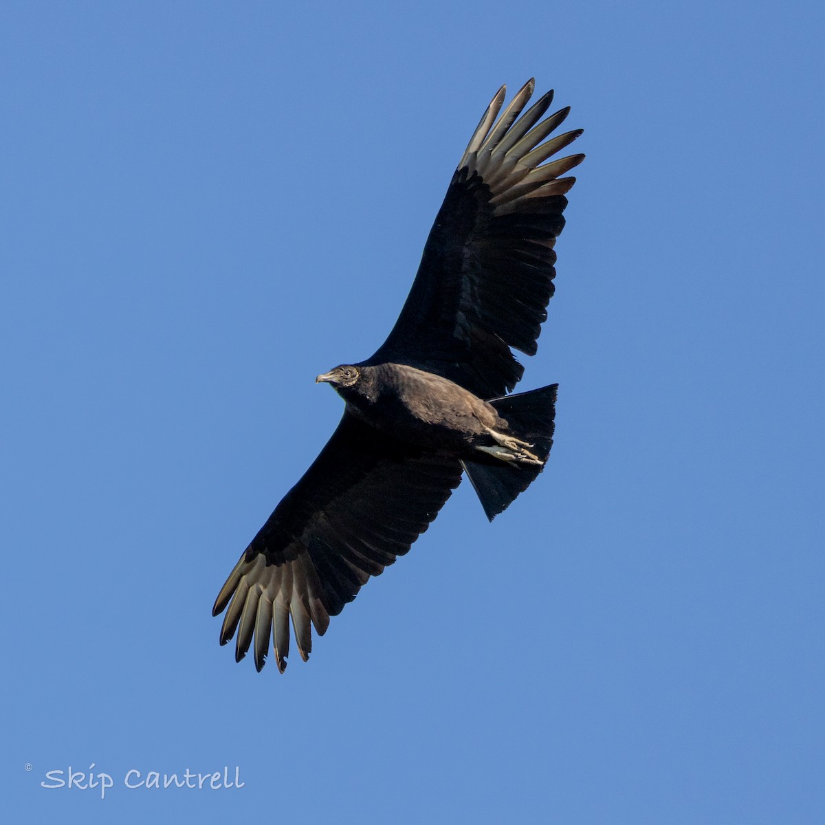 Black Vulture - Skip Cantrell