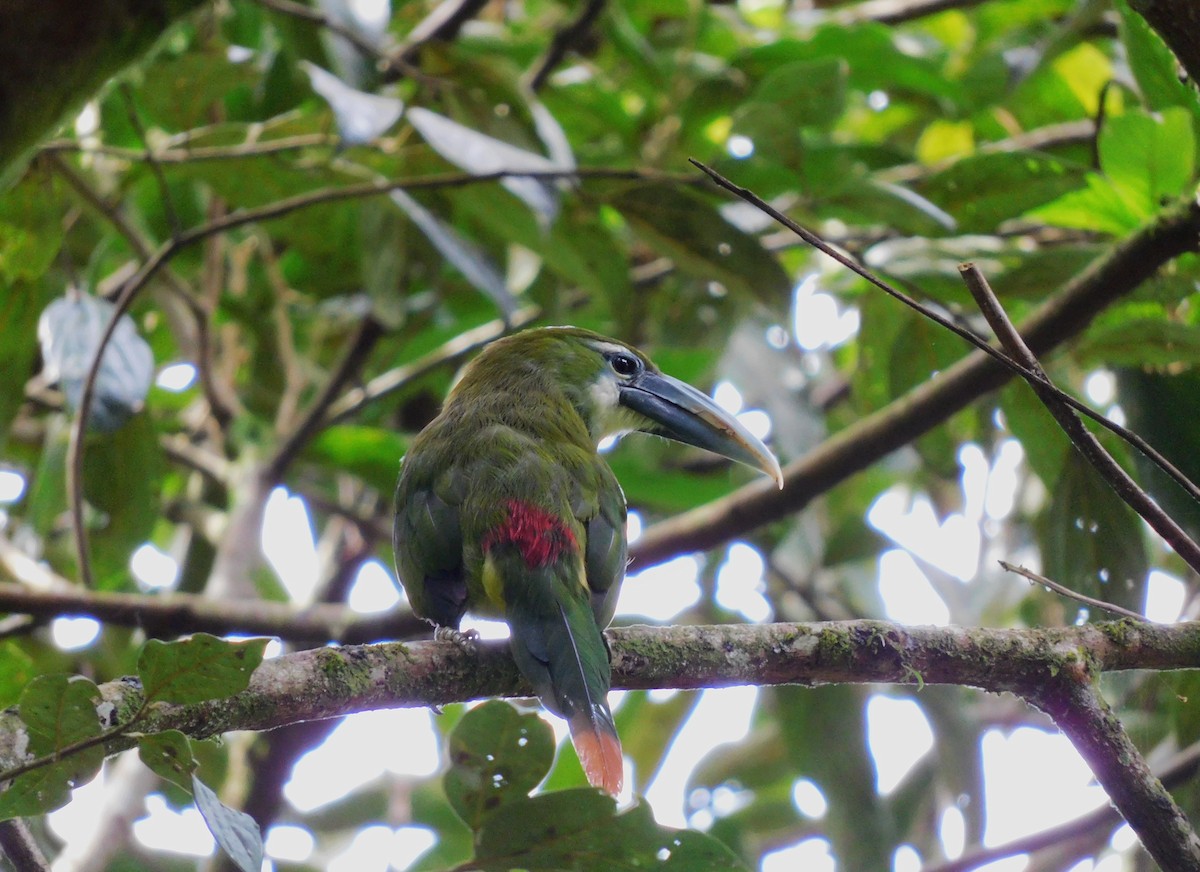 Blue-banded Toucanet - ML613346834