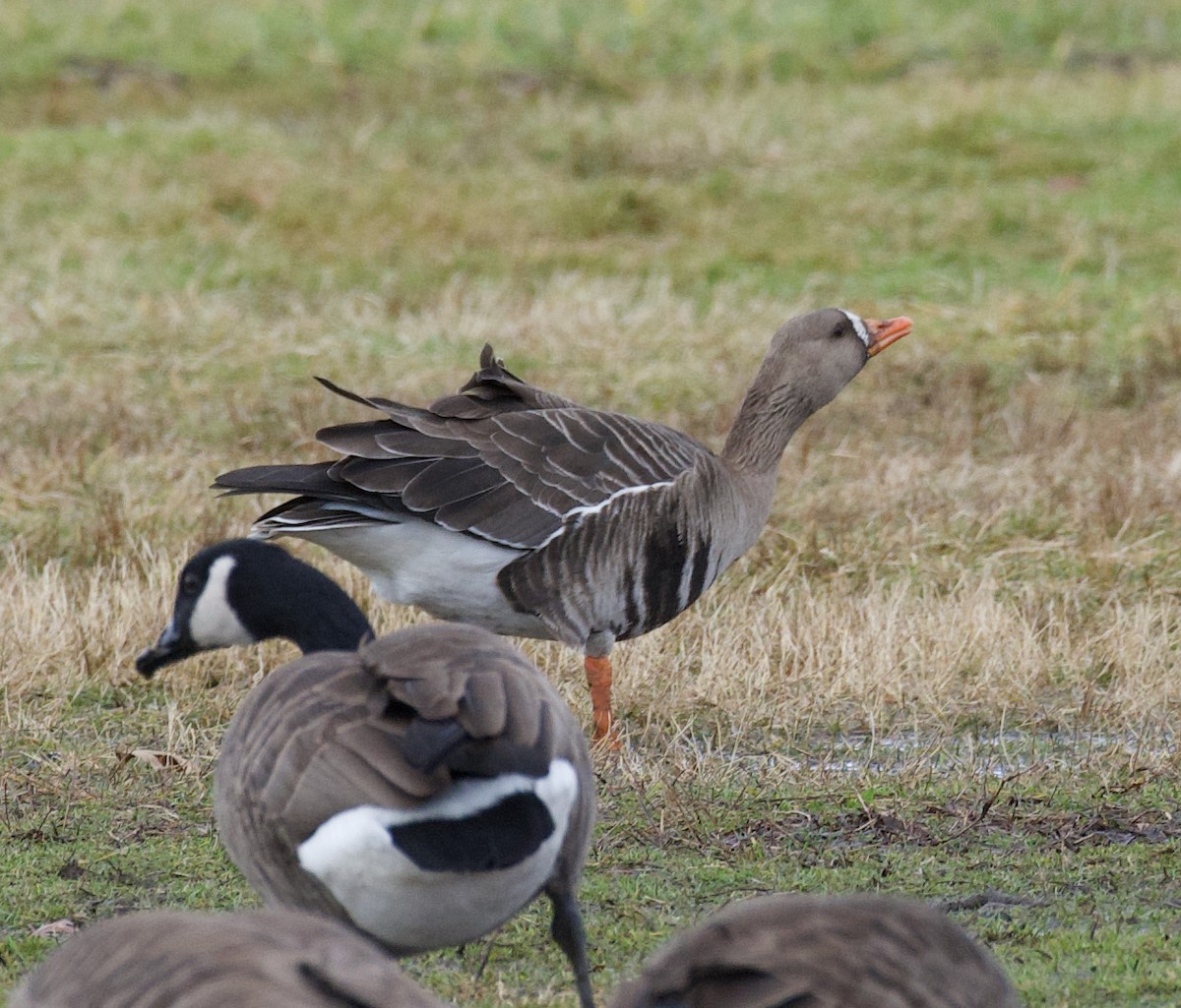 Greater White-fronted Goose - Matthew Schuler