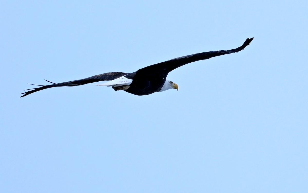 Bald Eagle - Jeanne Burnham