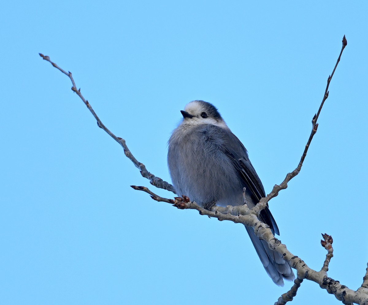 Canada Jay - Jeanne Burnham