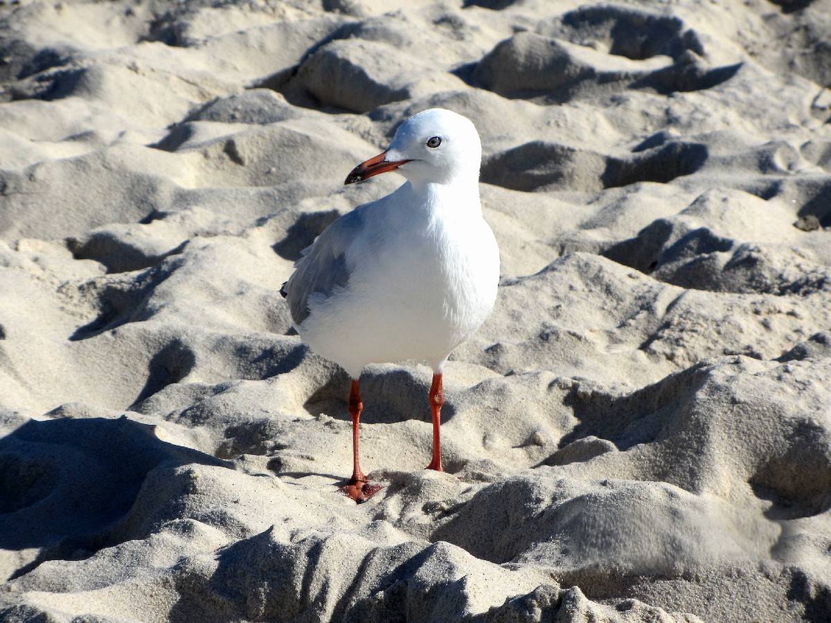 Mouette argentée - ML613346935