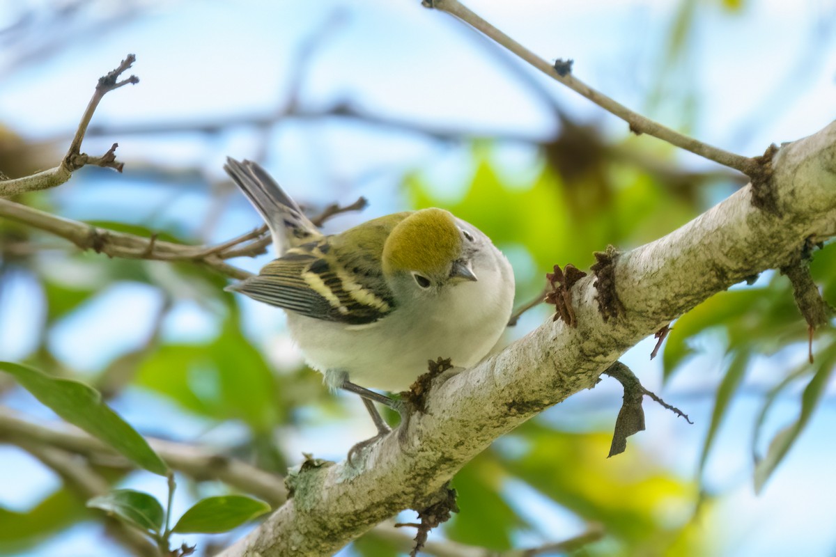 Chestnut-sided Warbler - ML613347090