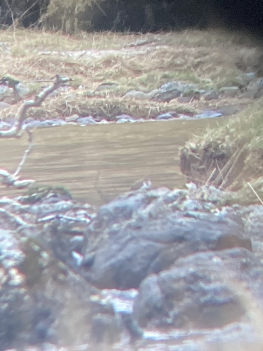 Common Sandpiper - Richard Littauer