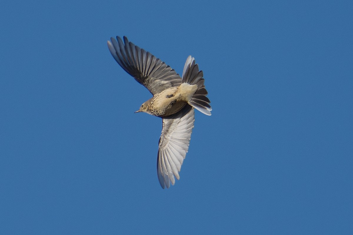 American Pipit - Ben Kolstad