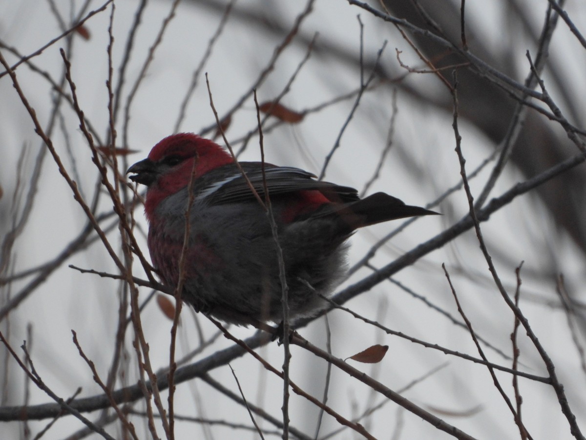 Pine Grosbeak - ML613347122