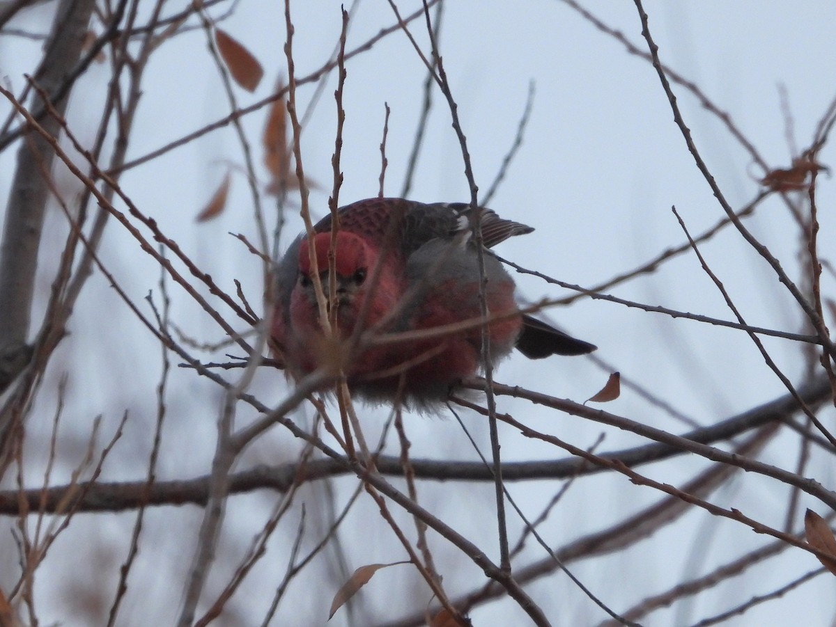 Pine Grosbeak - ML613347123