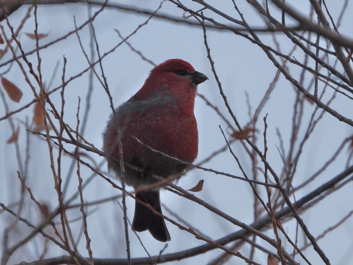 Pine Grosbeak - ML613347124