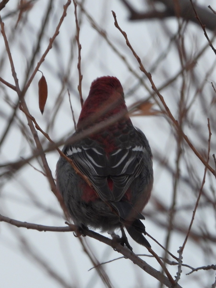 Pine Grosbeak - ML613347125