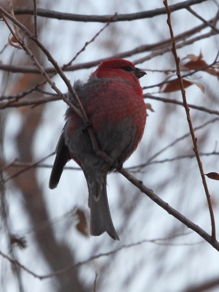 Pine Grosbeak - ML613347126