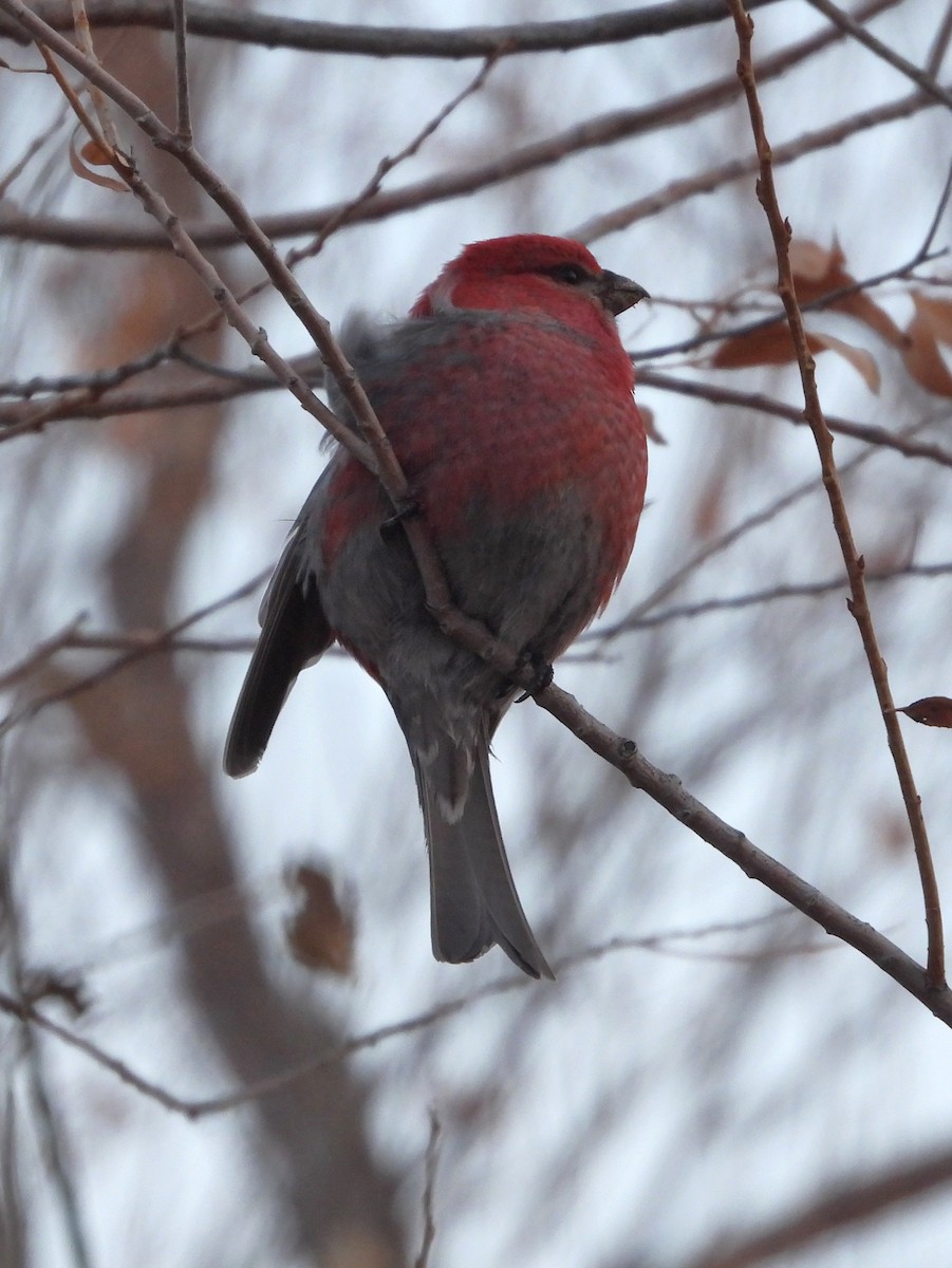 Pine Grosbeak - ML613347127