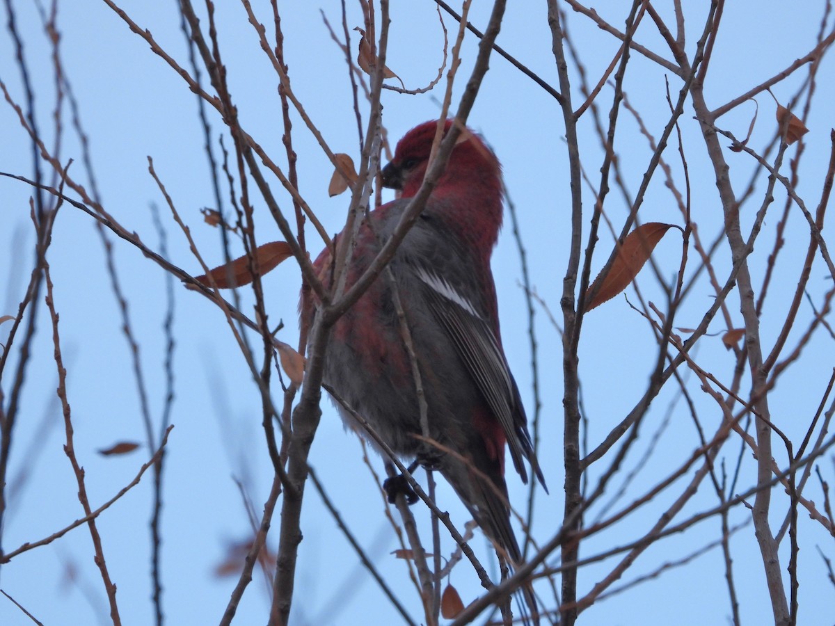 Pine Grosbeak - ML613347128