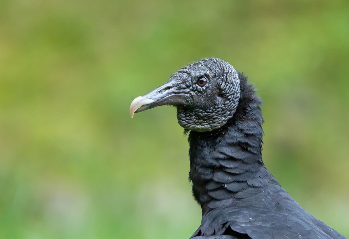 Black Vulture - ML613347130