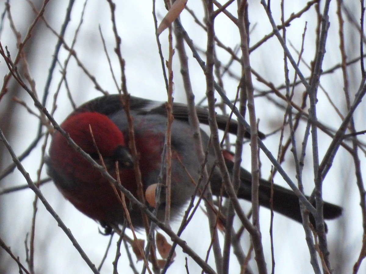 Pine Grosbeak - ML613347144