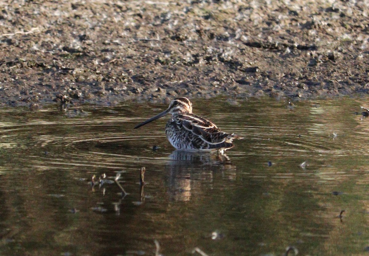 Common Snipe - ML613347147