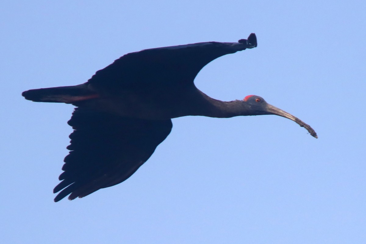 Red-naped Ibis - ML613347187