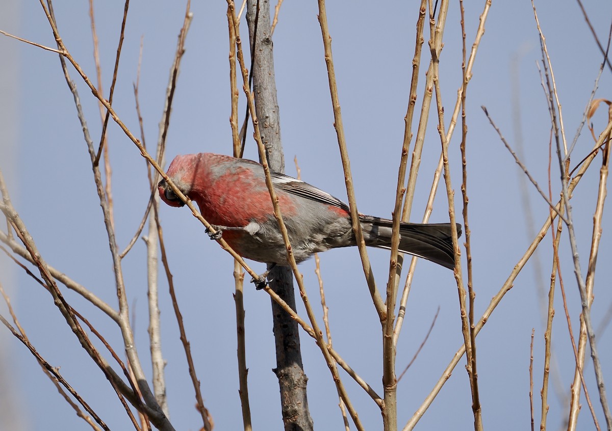 Pine Grosbeak - ML613347188