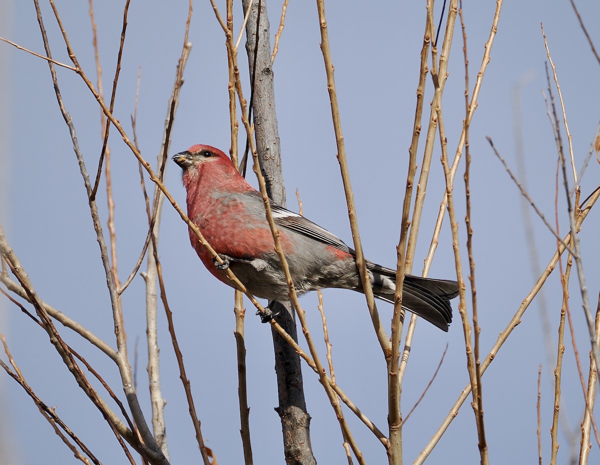 Pine Grosbeak - ML613347191