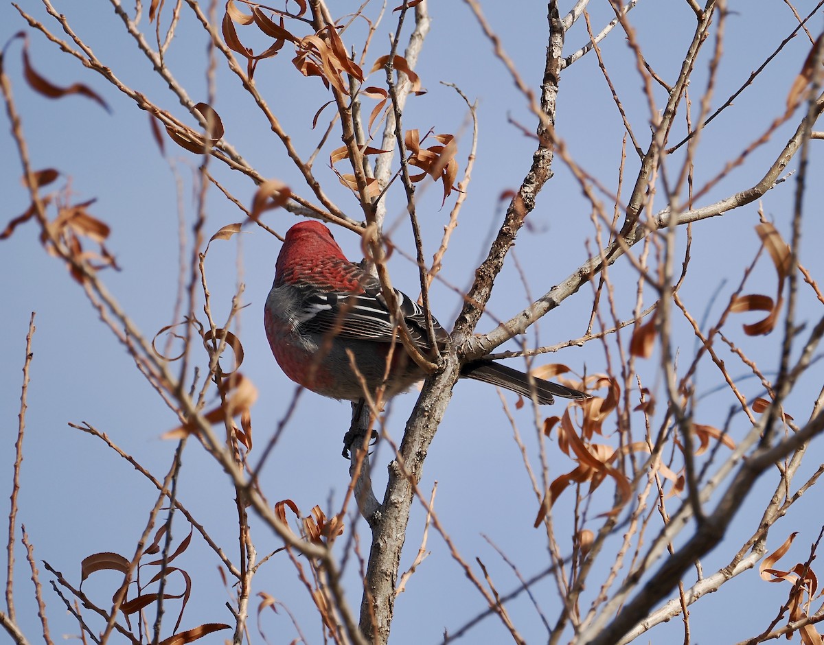 Pine Grosbeak - ML613347196