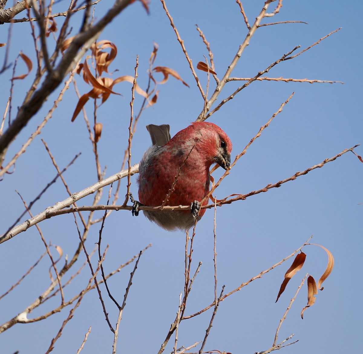 Pine Grosbeak - ML613347201